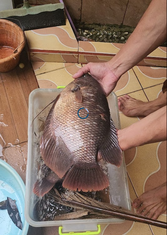 Ikan Gurame