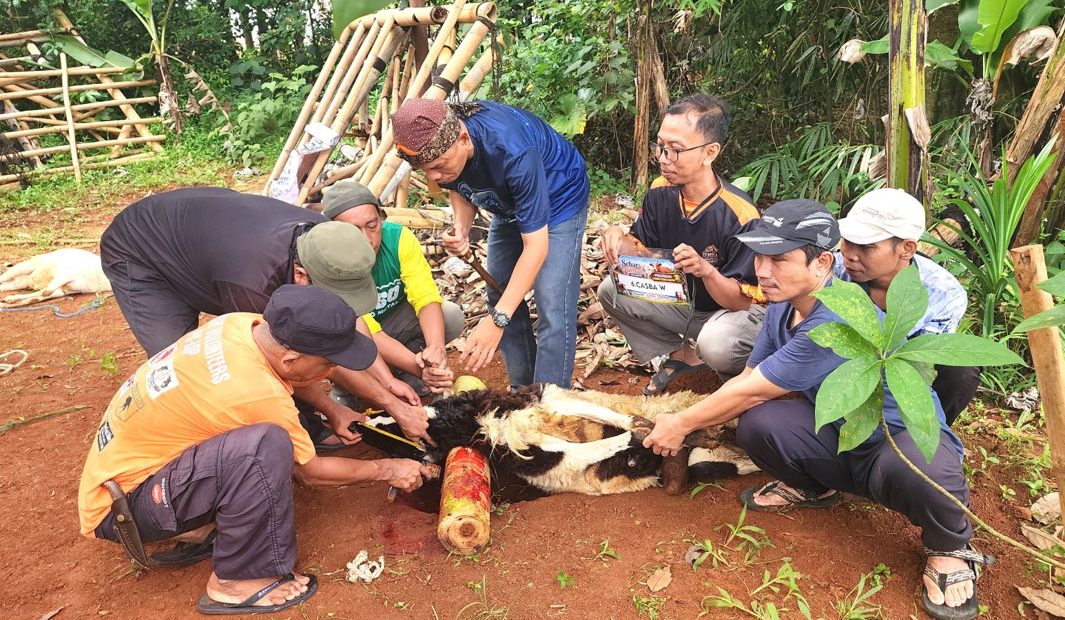 prosesi pemotongan hewan qurban